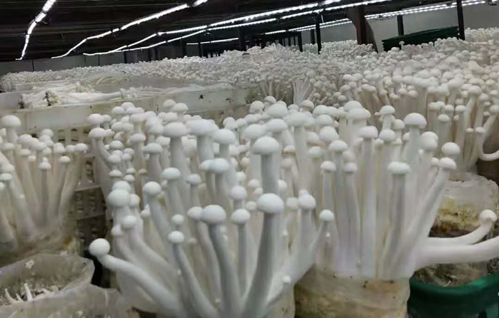 5fe057bb7368f.jpg 01.jpg