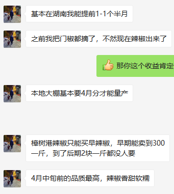 一斤辣椒300元你吃过吗？湖南樟树港村辣椒竟然卖出了天价！