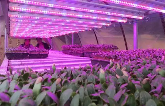 植物补光灯对于植物生长的效果到底有多大？