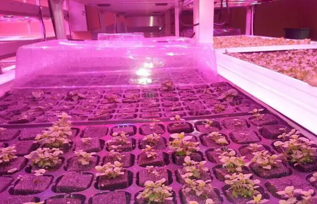 宝丰县绝收地块改种农作物面积达2217.8亩补种香瓜吐新芽