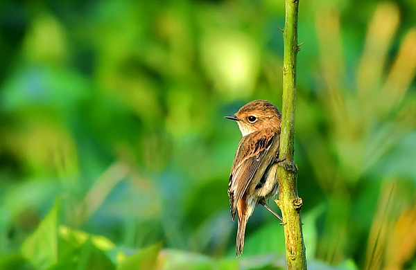 驱鸟最有效方法 驱鸟最有效方法